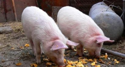 Кормление свиней в домашних условиях: что ест свинья
