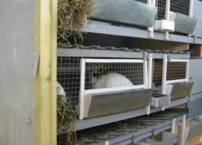 Kandang kelinci beternak: kami perkenalkan di situs kami Cara membangun kandang untuk memelihara kelinci