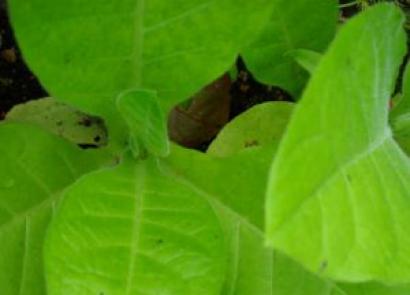 Pěstování tabáku: vlastnosti výsadby a péče