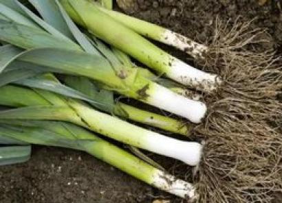 When to plant leeks for seedlings When to replant leeks