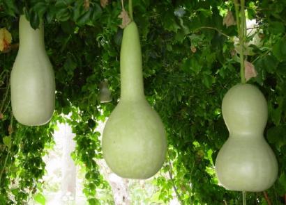 Gourd (Lagenaria vulgare, calabash, calabash, calabash, bottle gourd, dish gourd)