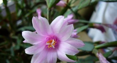 Рипсалідопсис: великодній кактус у домашньому квітнику