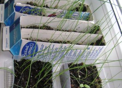 Growing and caring for leeks, planting seedlings in open ground