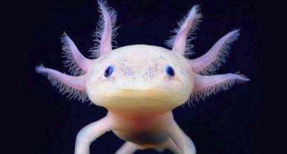 Axolotl air: bagaimana cara merawat naga Meksiko di akuarium?