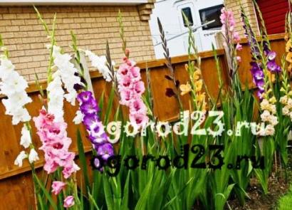 When to plant gladioli in open ground in the spring, and how to care for them?