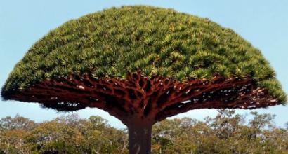 Tipos de árboles rojos y su uso ¿Dónde crece el árbol rojo en Rusia?