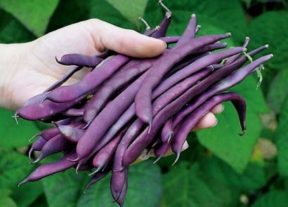 Green beans, cultivation and care in open ground, varieties